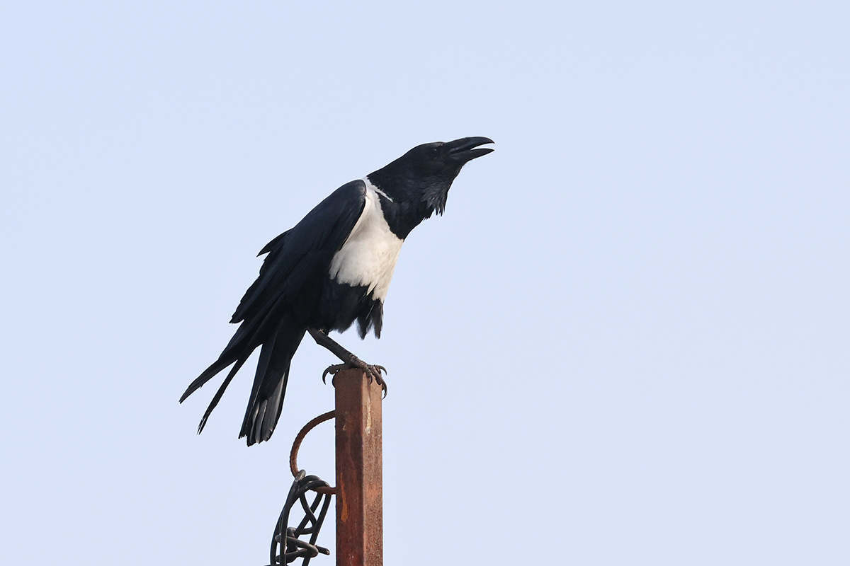 Pied Crow